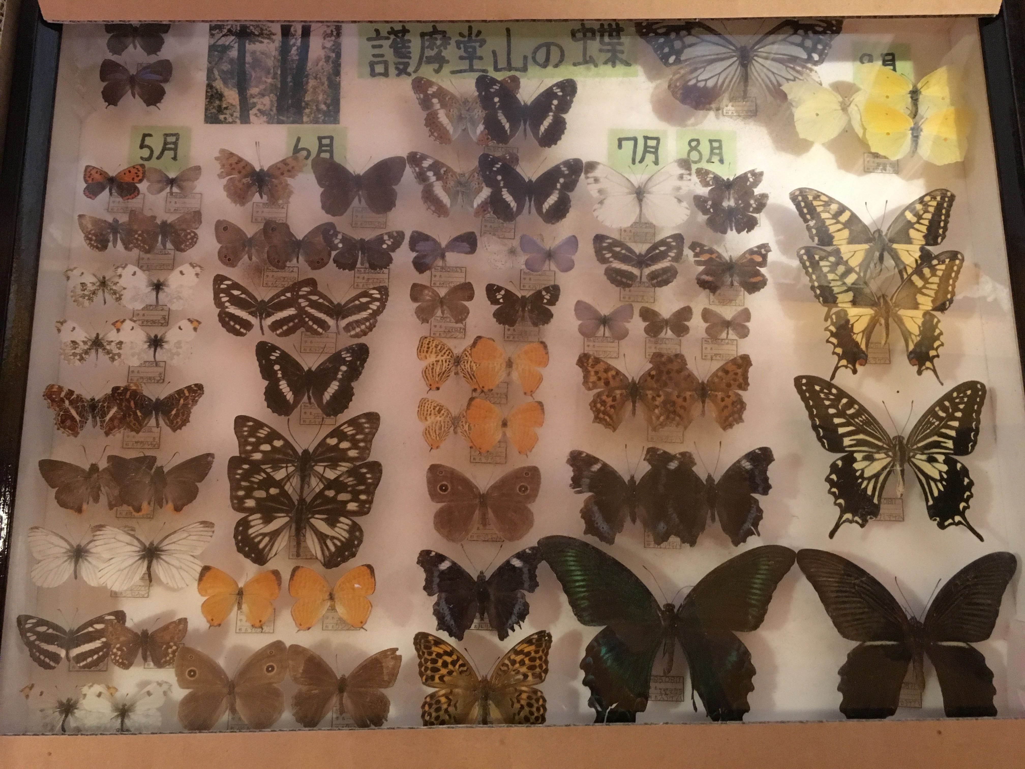 昆虫少年だったという梶井さんのコレクションの一部。