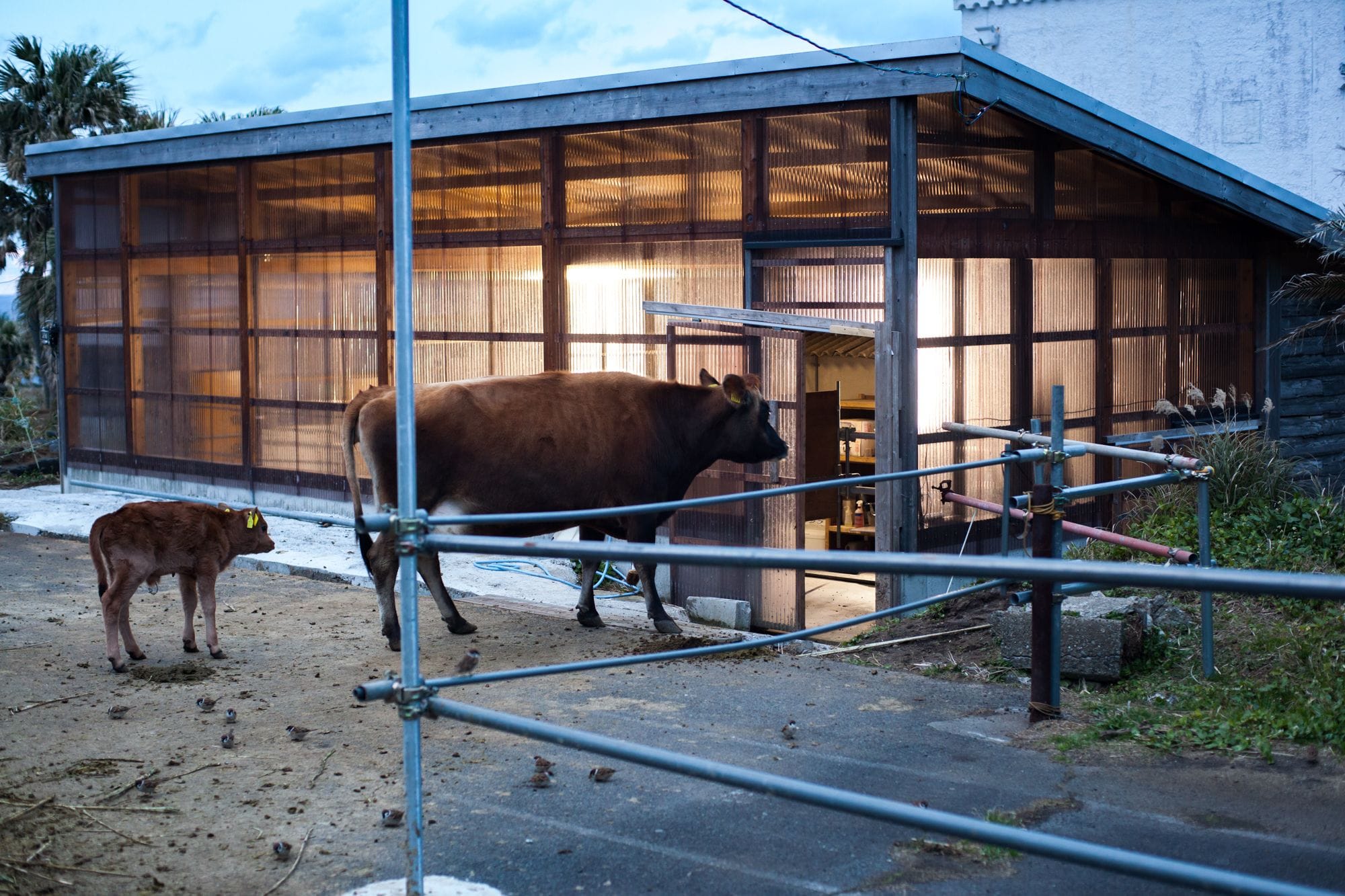 朝と夕方に2回ある搾乳＆食事の時間になると、牛たちは自然と搾乳小屋の近くに集まってくる。 名前を呼ばれた順番に1匹ずつ中へ入り（たまに間違えるのもご愛嬌）、食事と搾乳を終えると、自ら小屋を出て牧場へと戻っていく。